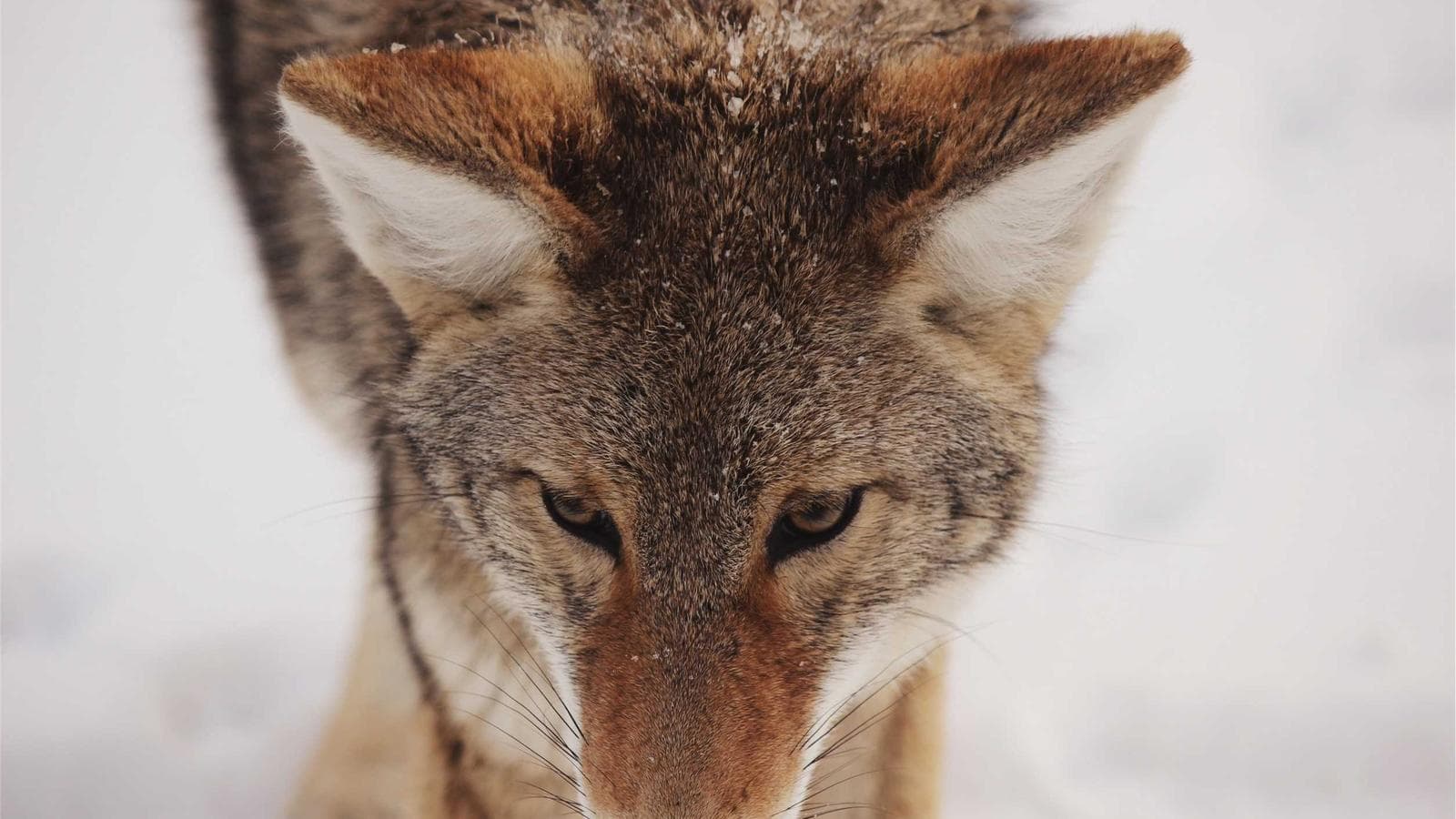 من مطبخ حلب إلى ميشلان: كيف غيّرت المطاعم العربية خريطة الطعام في برلين