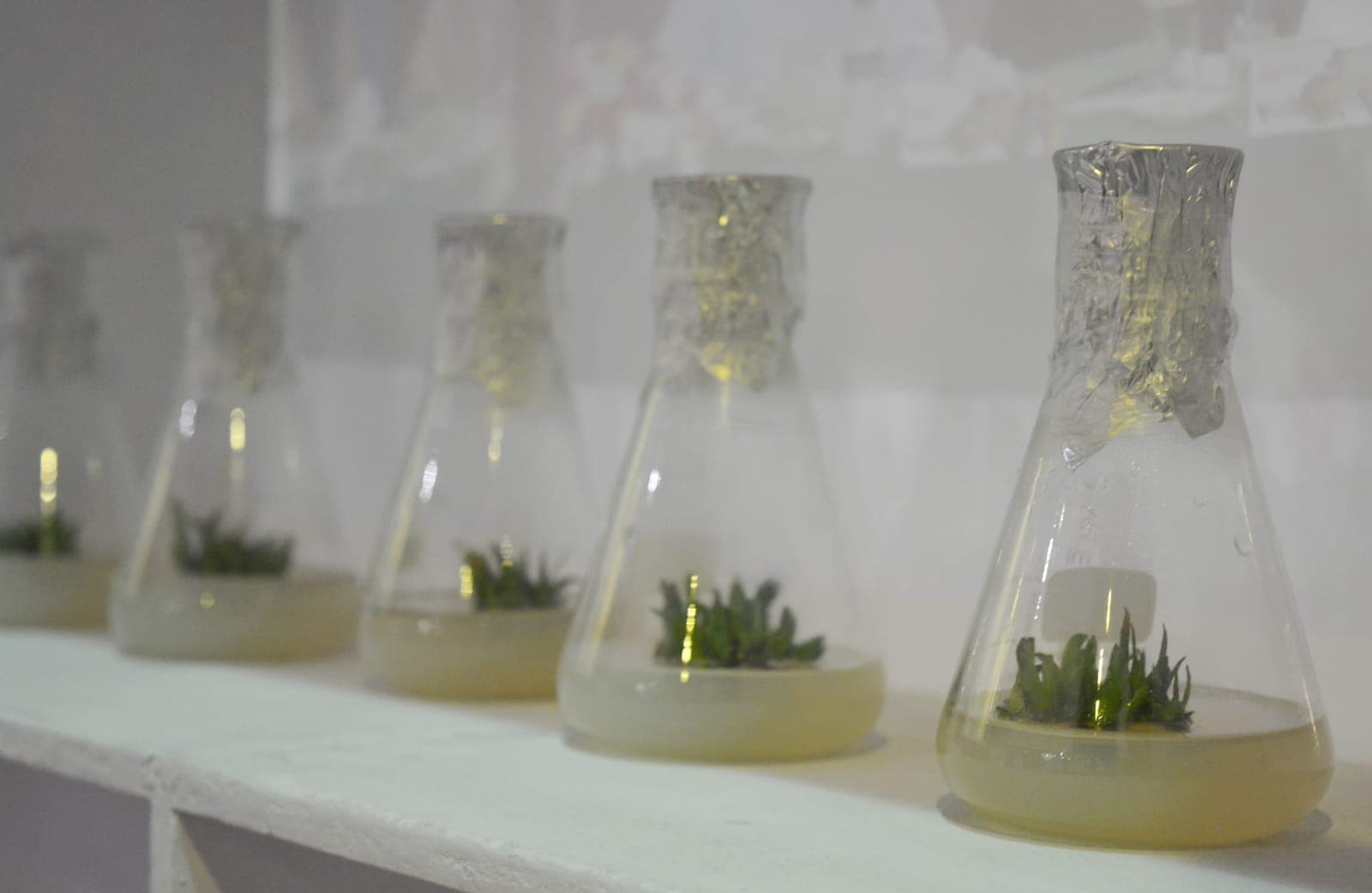 Gentechnik: Was 2028 kein Label trägt