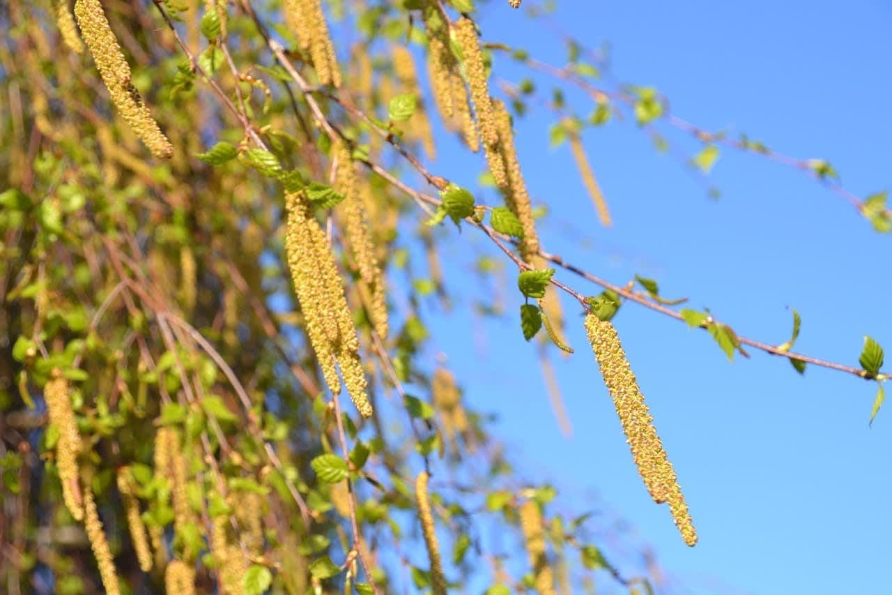 Dauererkältung im April? Das ist Pollen