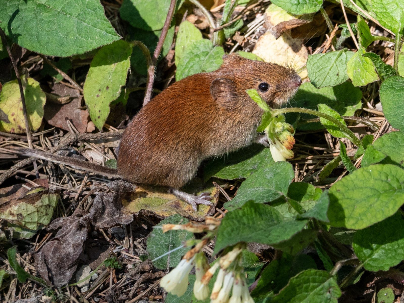 Hantavirus: Regeln beim Kellerputz