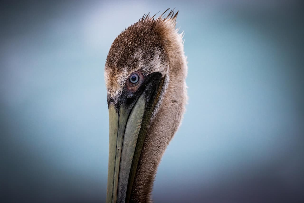 فاتورة Nebenkostenabrechnung: السطر الذي يستحق المراجعة German Nebenkostenabrechnung heating bill document close-up