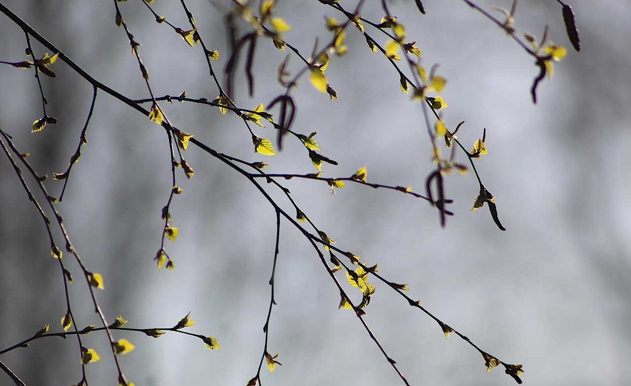Blühende Birke im April: Hauptauslöser der diesjährigen Pollensaison birch tree pollen spring Germany April