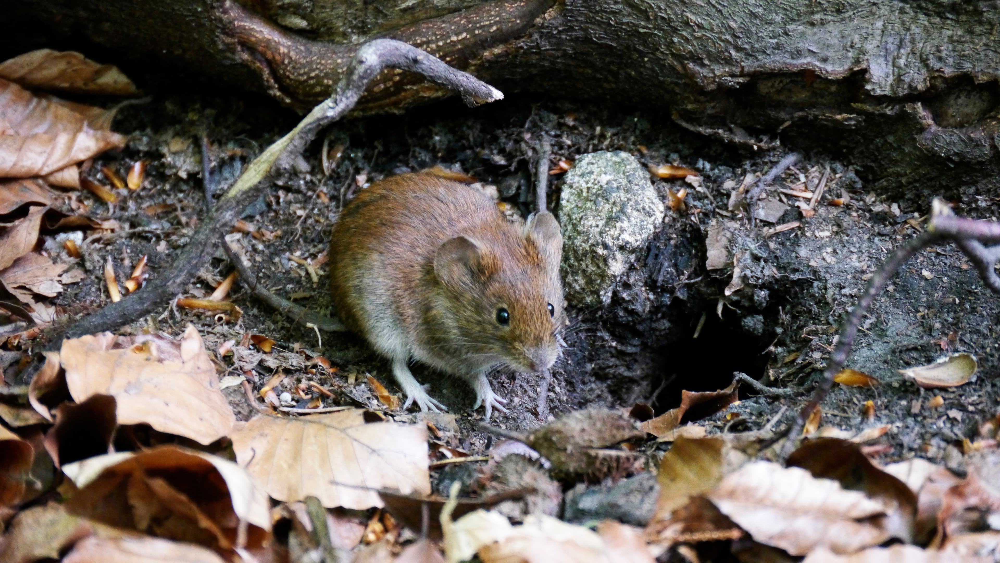 Hantavirus: Vorsicht beim Kellerputz